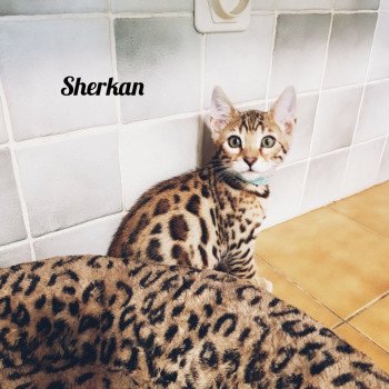 chaton Bengal brown spotted tabby Sherkan du Trésor d'Etanna Chatterie du trésor d'étanna